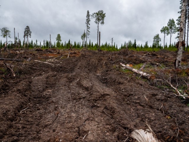 Greenpeace: UPM kärähti – Keitti luonnonmetsästä sellua